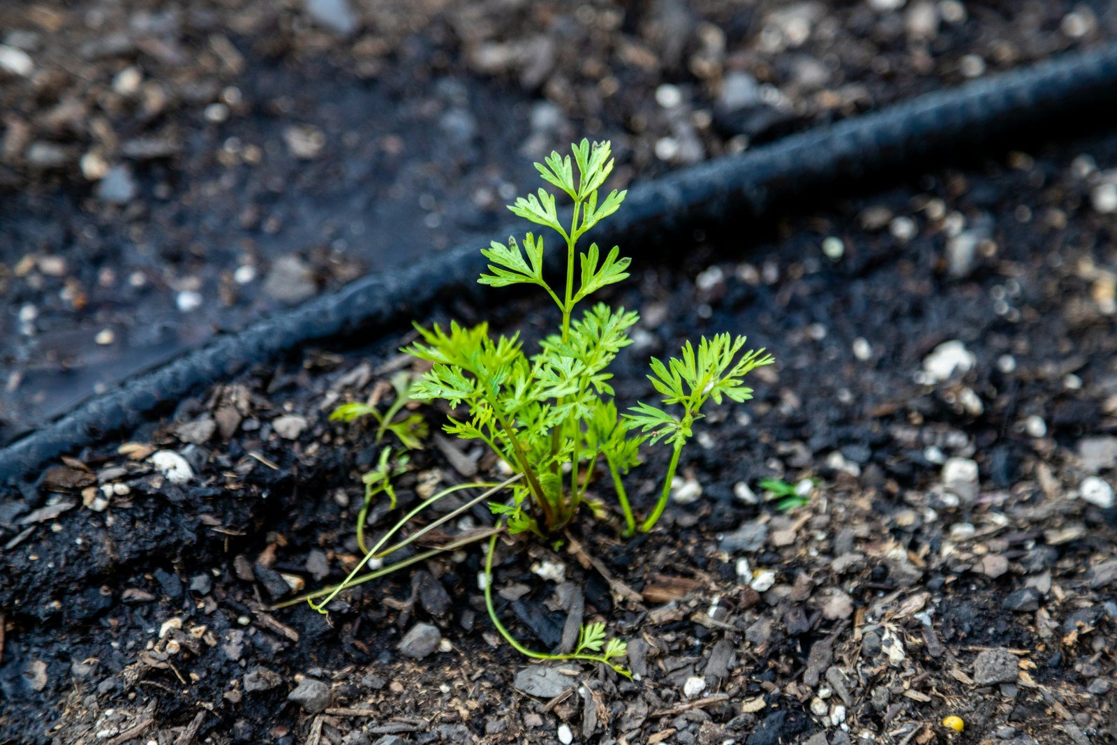 a small plant growing in the dirt
