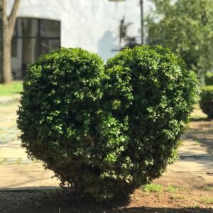 heart-shaped green hedge
